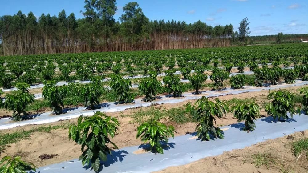 Mulch Negro Plata