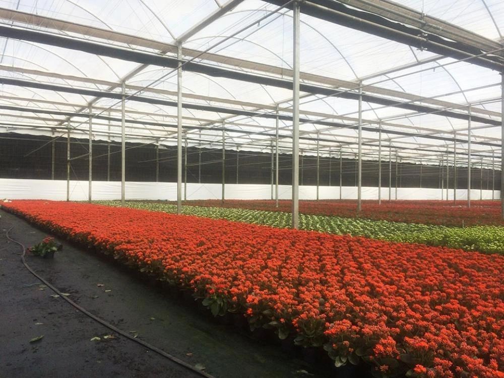 Plástico para Invernadero Suntherm Nectarine